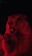HO0lEFlXAAAOtgz.jpeg